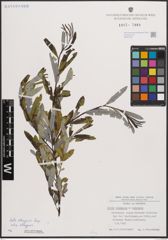 Foto von Salix eleagnos subsp. eleagnos Scop.